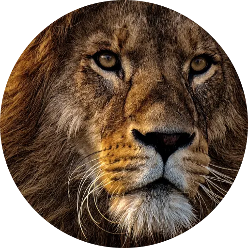 The face of a lion, the LeoCloud lion